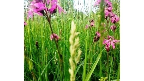 Borůvkobraní v Borovanech 2025