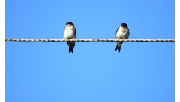 Rožmberská vodní díla - Zelená severní cyklotrasa