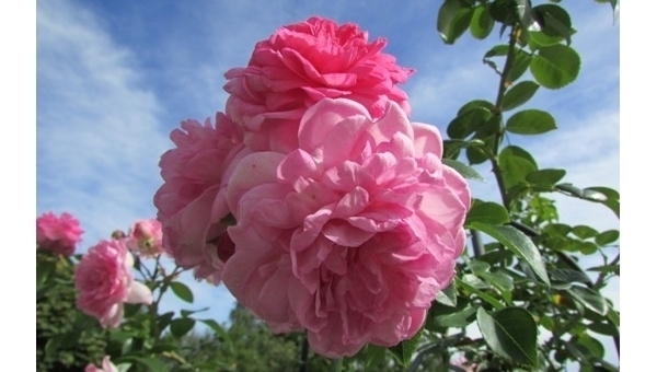 Čarodějnice - Třeboň 2025