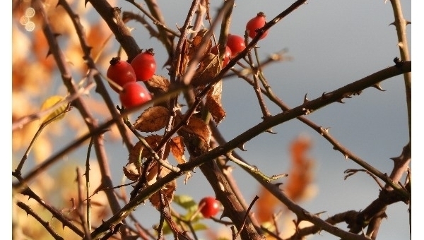 Podzimní akce v Třeboni 2025