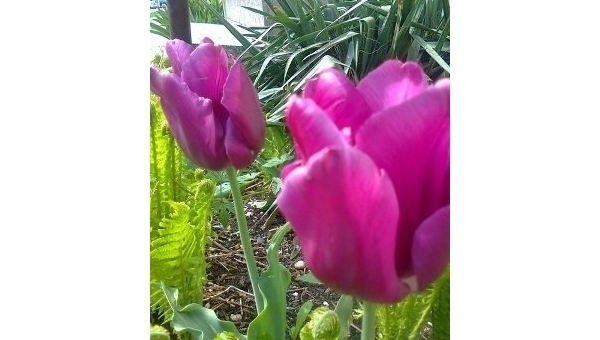 1. a 8. květen 2025 v Třeboni