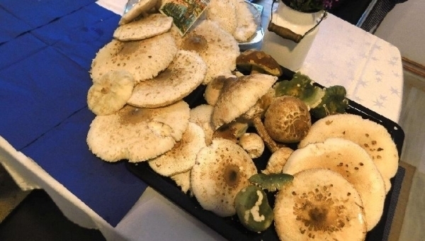 Výstava hub v Třeboni 2022