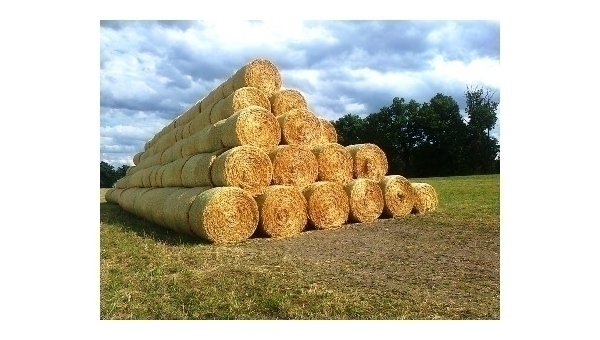 Srpen 2025 v Třeboni a na Třeboňsku