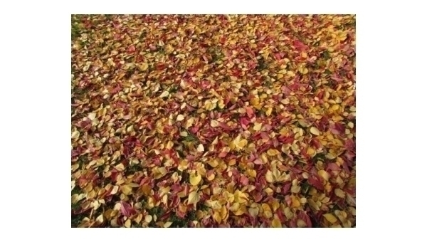 Září 2025 v Třeboni a na Třeboňsku