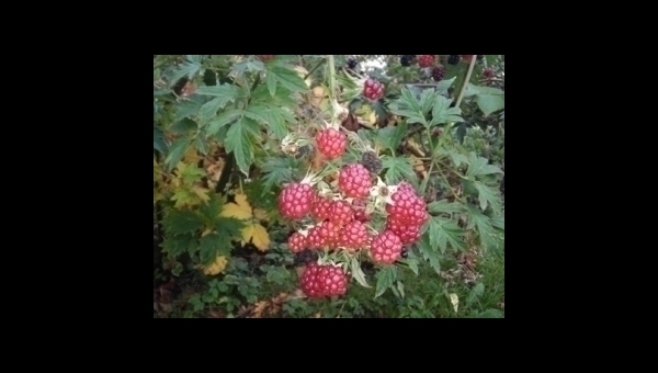 Hody s plody podzimu 2025