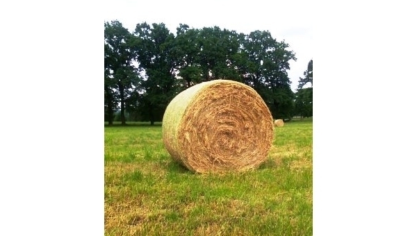 Listopad 2025 v Třeboni a na Třeboňsku